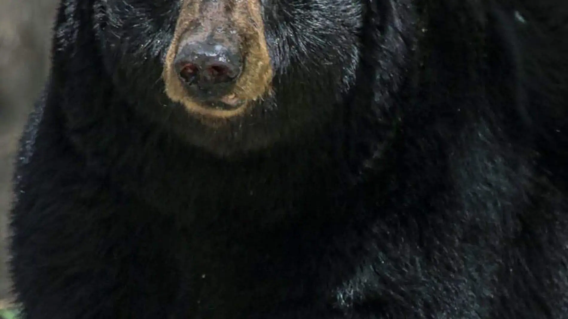 En días pasados encontraron a un oso sin vida en carreteras de Tamaulipas